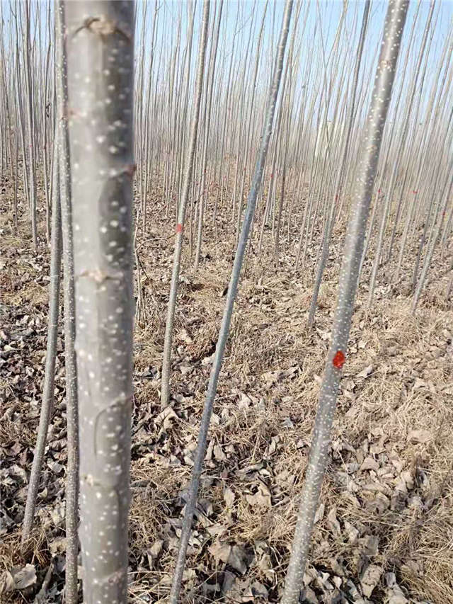 速生杨种植基地实拍 速生杨种植基地实拍