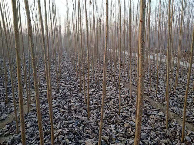 速生杨种植基地实拍 速生杨种植基地实拍