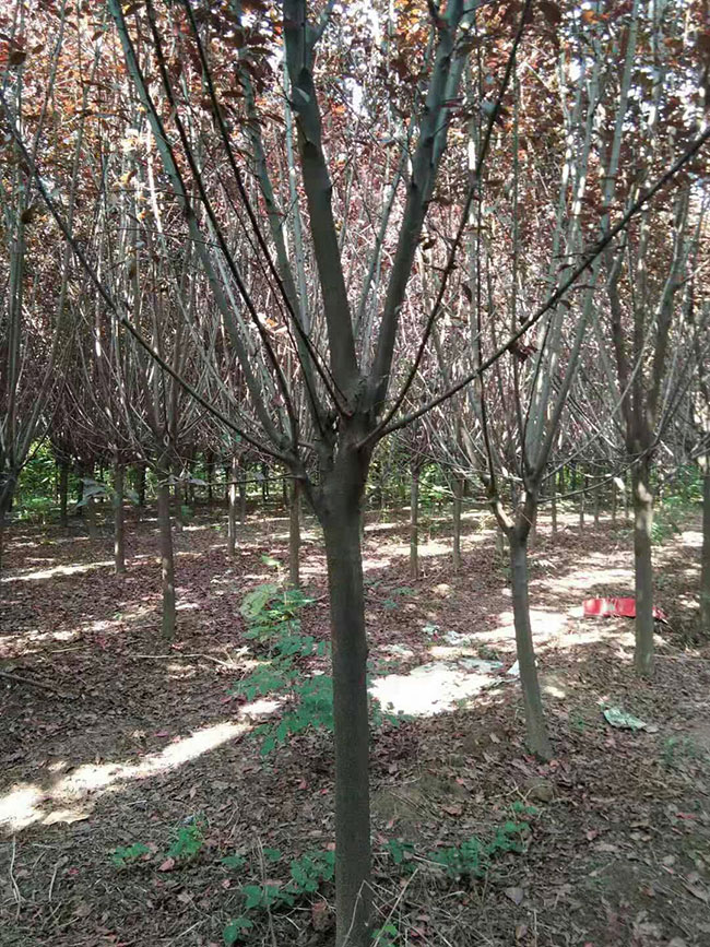 紫叶李适合做盆景吗?紫叶李盆景养护方法 紫叶李适合做盆景吗?紫叶李盆景养护方法
