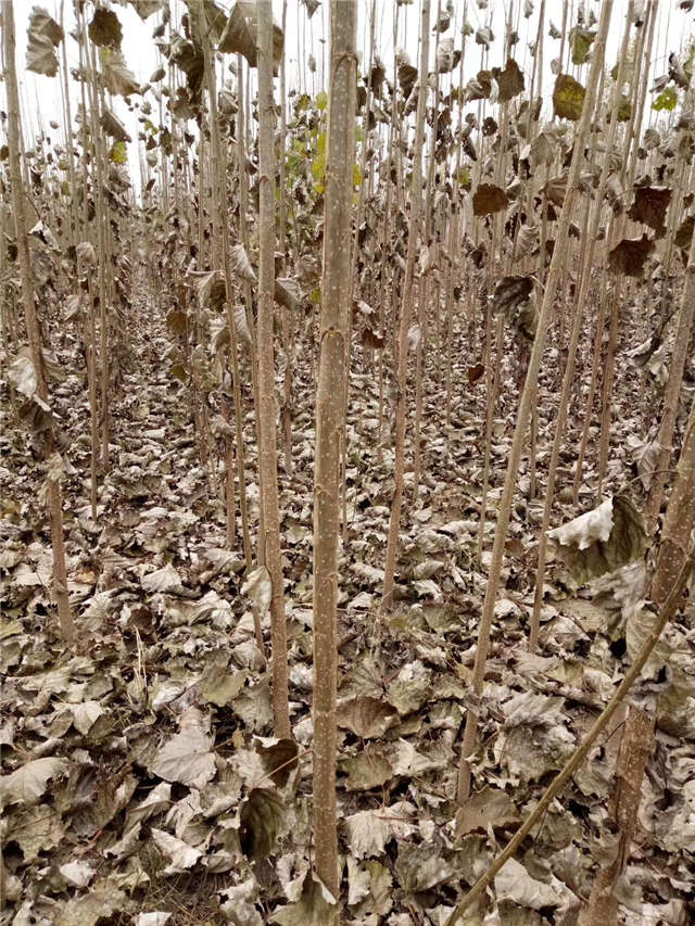 速生杨种植基地实拍 速生杨种植基地实拍