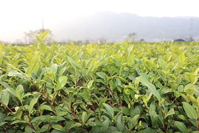 茶叶种植