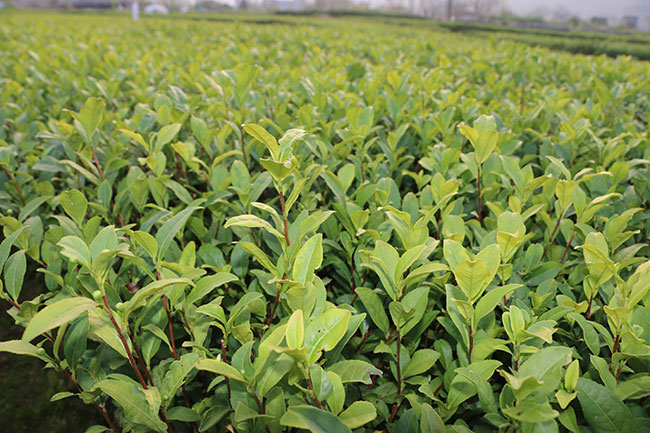 茶叶种植 茶叶种植