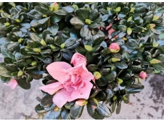 黄山的市花是什么花 杜鹃花的象征与意义