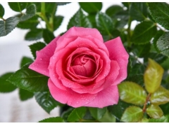 月季花语及代表意义