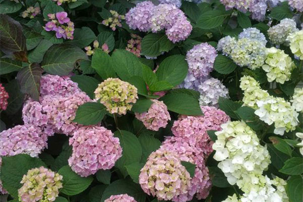 绣球的花语是什么?绣球的寓意和象征 绣球的花语是什么?绣球的寓意和象征