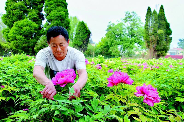牡丹种植基地实拍 牡丹种植基地实拍