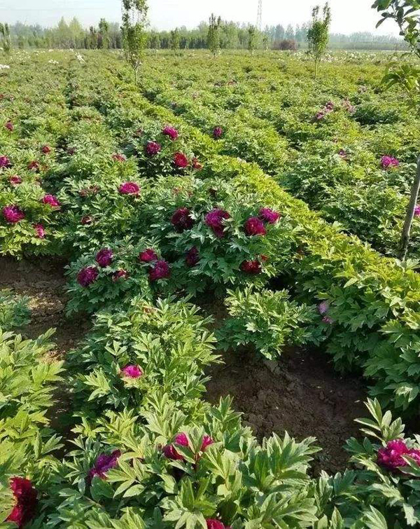 牡丹种植基地实拍 牡丹种植基地实拍