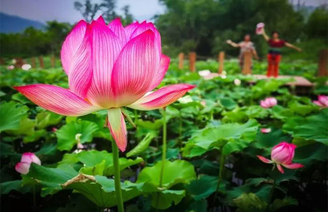 1592538886368546.jpg 莲花的花语是什么?莲花的寓意和象征