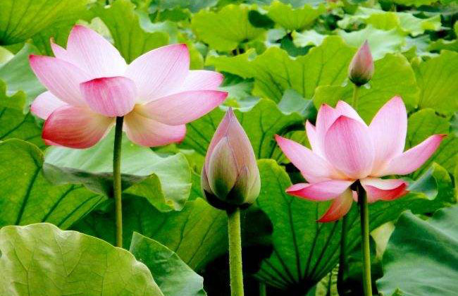 莲花的花语是什么?莲花的寓意和象征g 莲花的花语是什么?莲花的寓意和象征g
