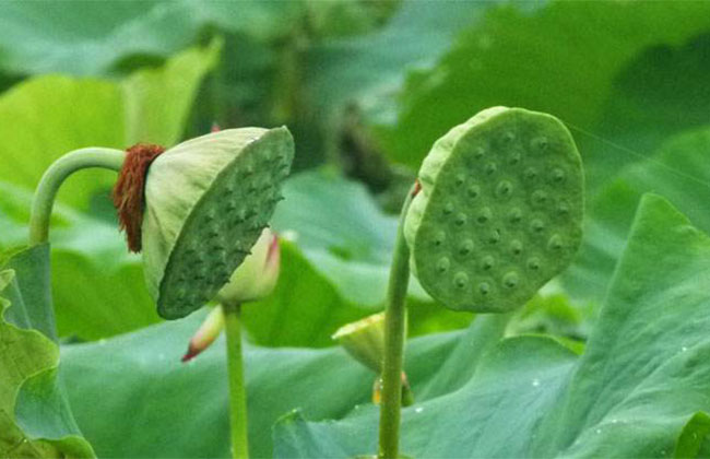 莲花的花语是什么?莲花的寓意和象征 莲花的花语是什么?莲花的寓意和象征