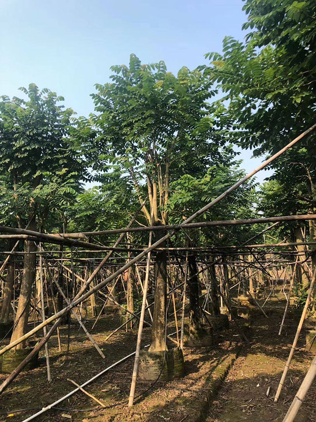 火焰木种植前景怎么样?火焰木的种植方法 火焰木种植前景怎么样?火焰木的种植方法