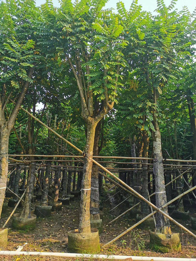 火焰木种植前景怎么样?火焰木的种植方法 火焰木种植前景怎么样?火焰木的种植方法