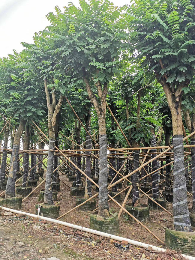 火焰木种植前景怎么样?火焰木的种植方法 火焰木种植前景怎么样?火焰木的种植方法