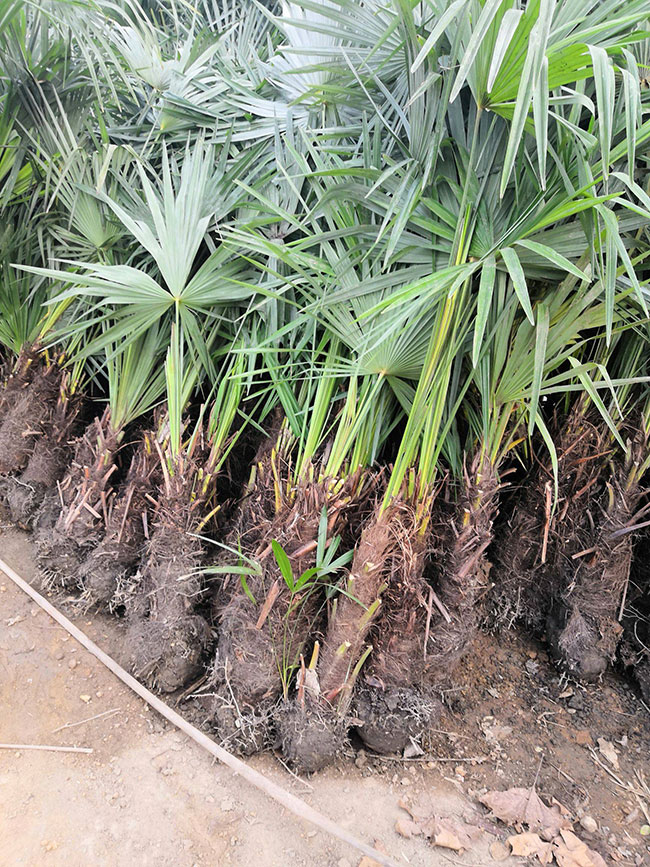棕榈种植前景如何?棕树如何种植? 棕榈种植前景如何?棕树如何种植?