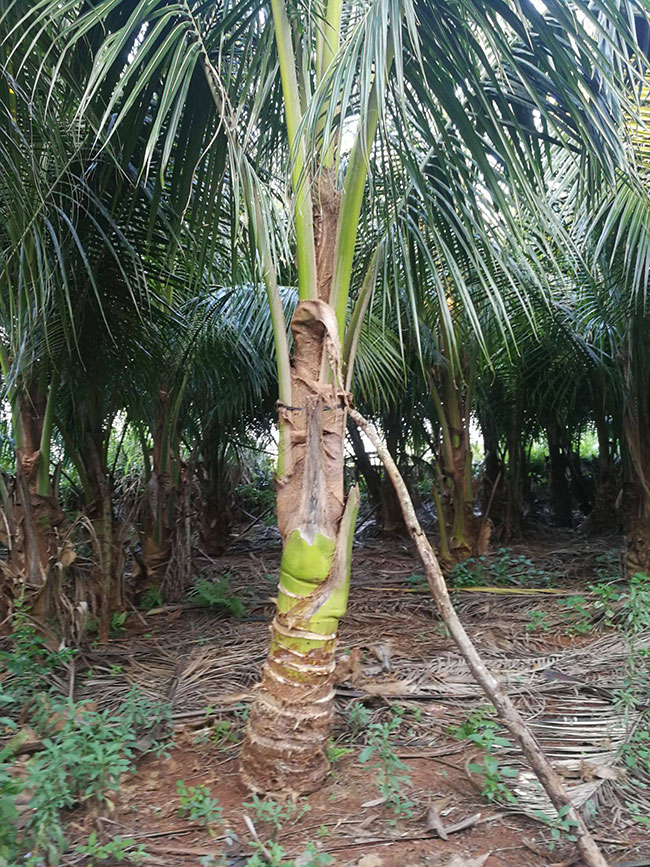 棕榈种植前景如何?棕树如何种植?