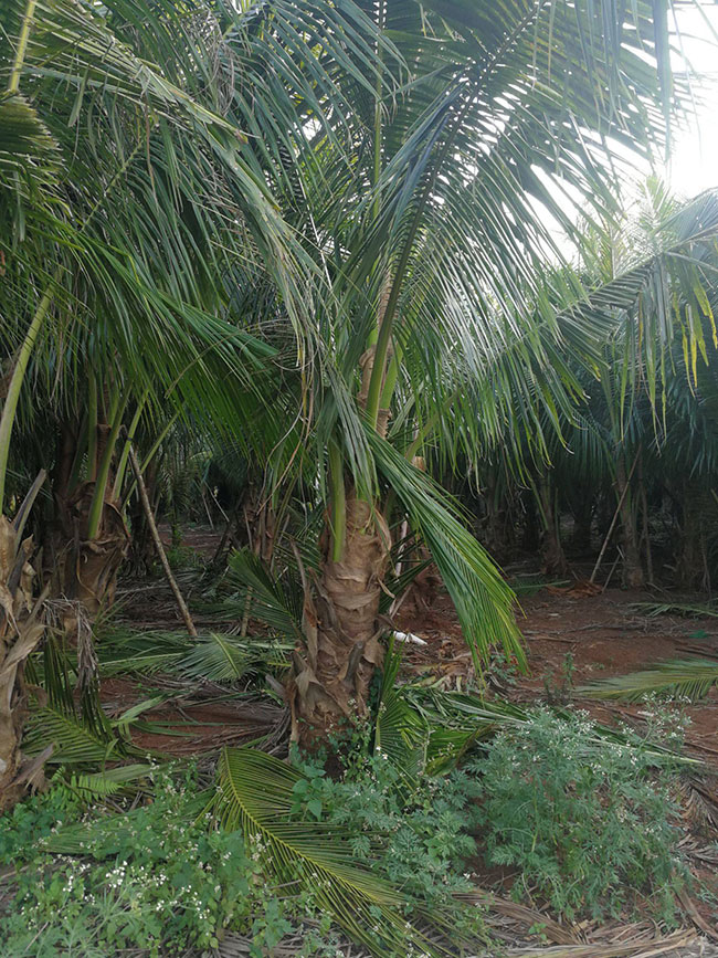 棕榈种植前景如何?棕树如何种植? 棕榈种植前景如何?棕树如何种植?