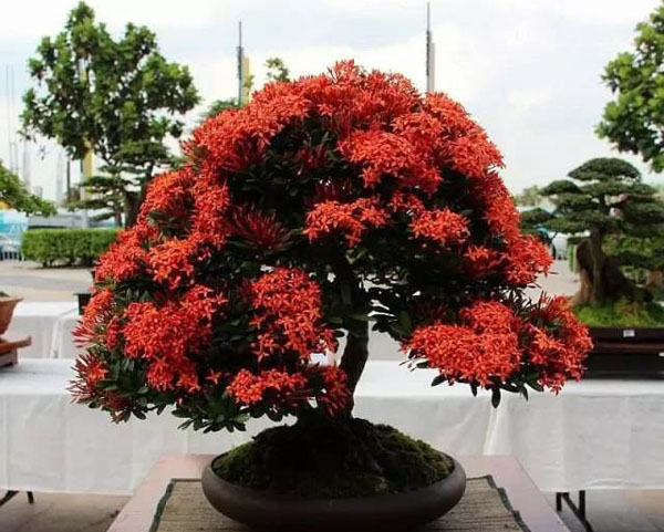 龙船花盆景 龙船花盆景