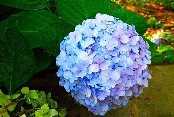 绣球花 绣球花