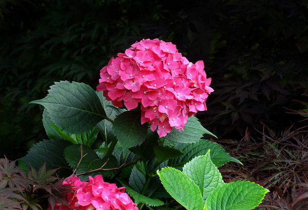 绣球花 绣球花