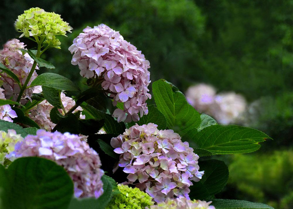 绣球花 绣球花