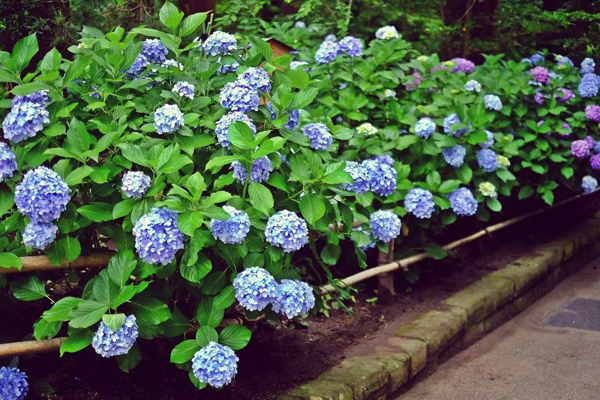 绣球花 绣球花
