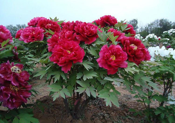 牡丹花苗 牡丹花苗