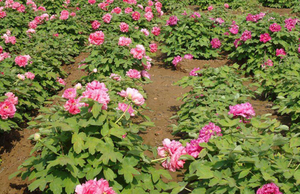 牡丹花苗 牡丹花苗