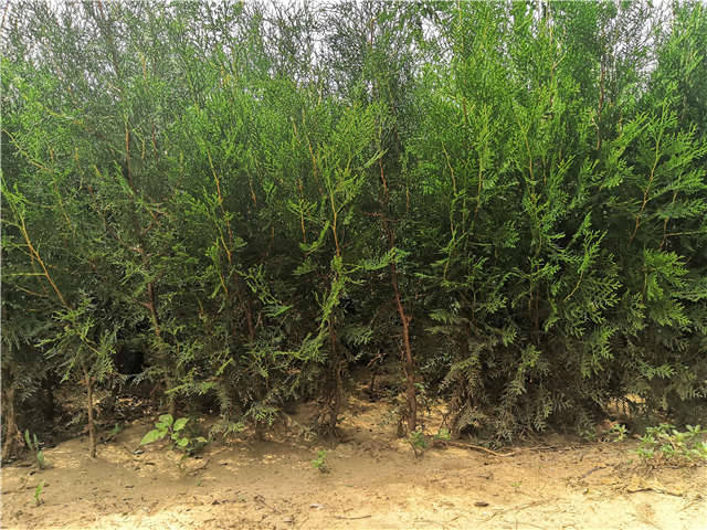 沭阳长景园林侧柏种植基地实拍图片
