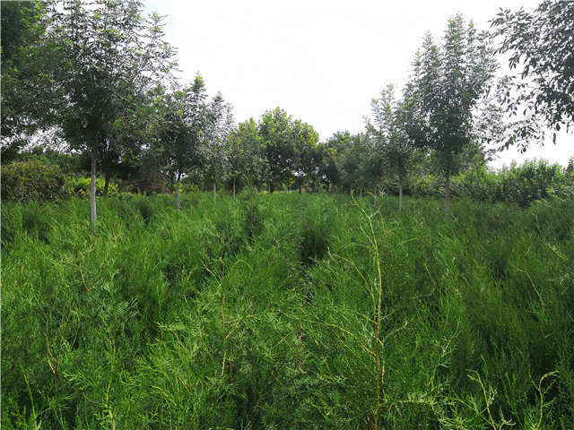 沭阳长景园林侧柏种植基地实拍图片