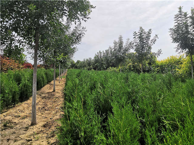 沭阳长景园林侧柏种植基地实拍图片