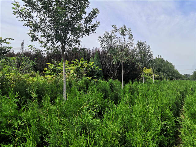 沭阳长景园林侧柏种植基地实拍图片