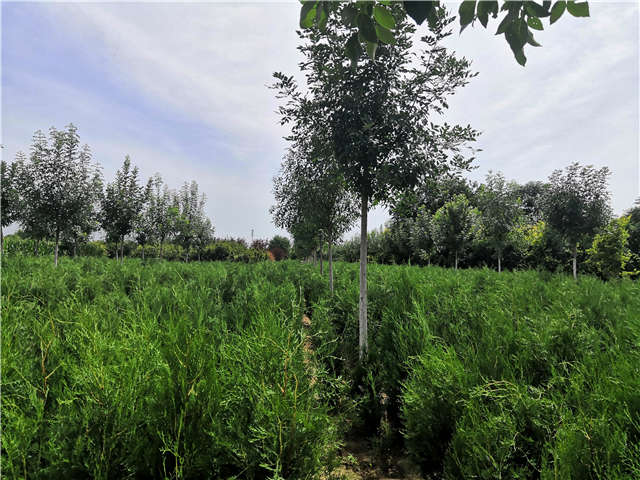 沭阳长景园林侧柏种植基地实拍图片