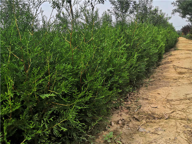 沭阳长景园林侧柏种植基地实拍图片