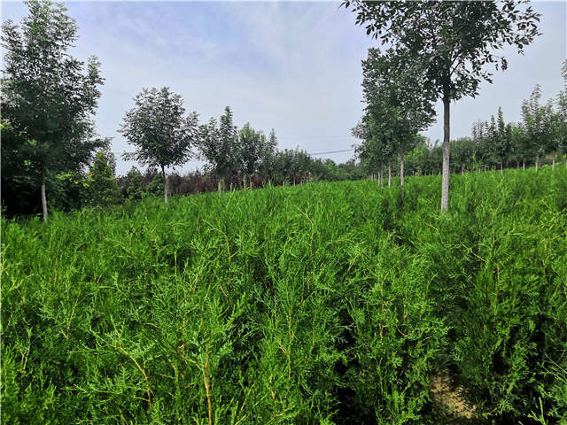 沭阳长景园林侧柏种植基地实拍图片