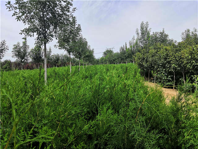 沭阳长景园林侧柏种植基地实拍图片