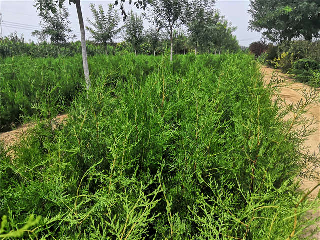 沭阳长景园林侧柏种植基地实拍图片