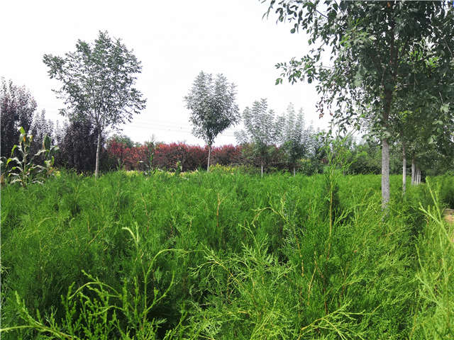 沭阳长景园林侧柏种植基地实拍图片