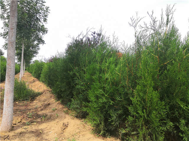 沭阳长景园林侧柏种植基地实拍图片
