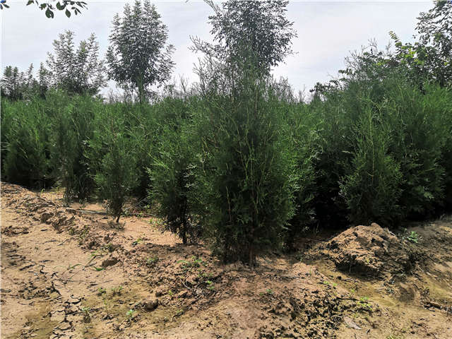 沭阳长景园林侧柏种植基地实拍图片