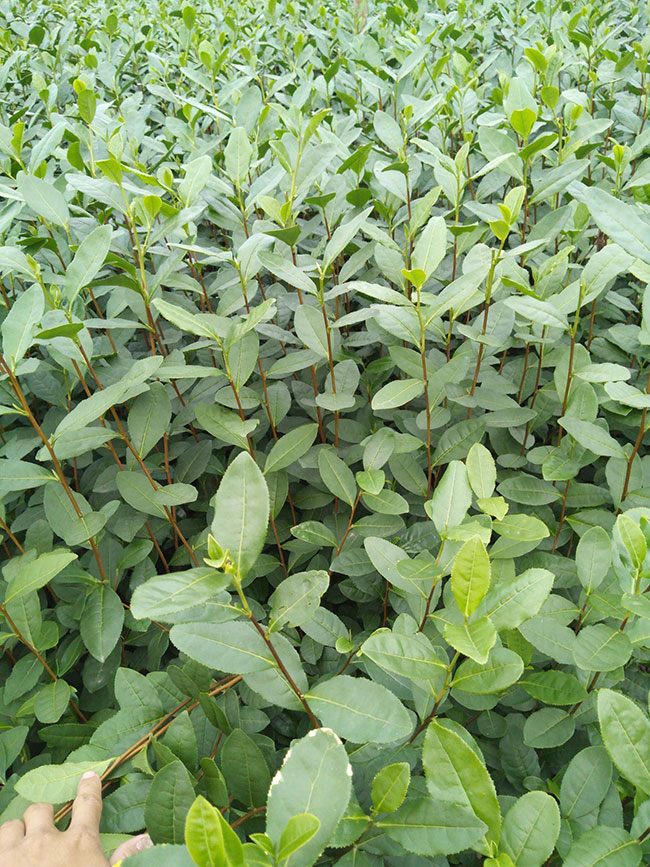 茶树怎么种植?茶树苗种植技术 茶树怎么种植?茶树苗种植技术