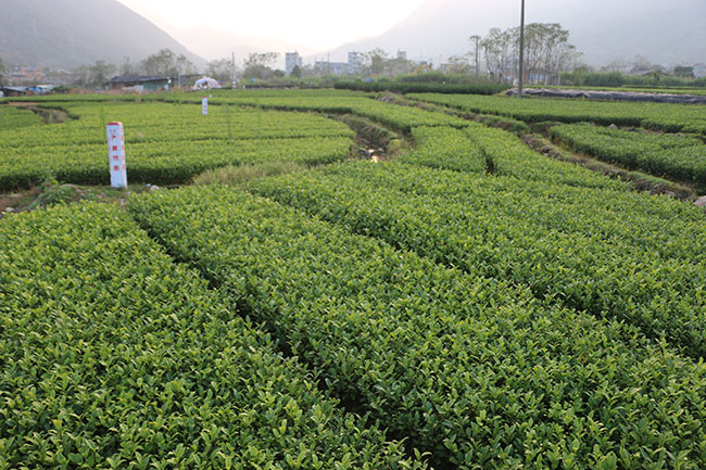 茶树怎么种植?茶树苗种植技术 茶树怎么种植?茶树苗种植技术