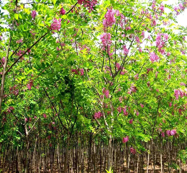 香花槐 香花槐