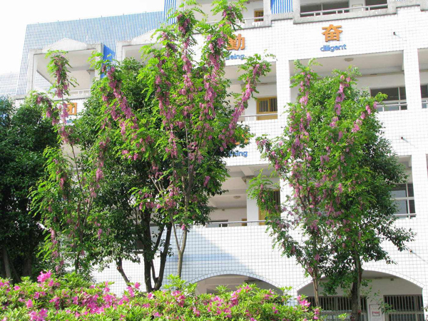 香花槐 香花槐