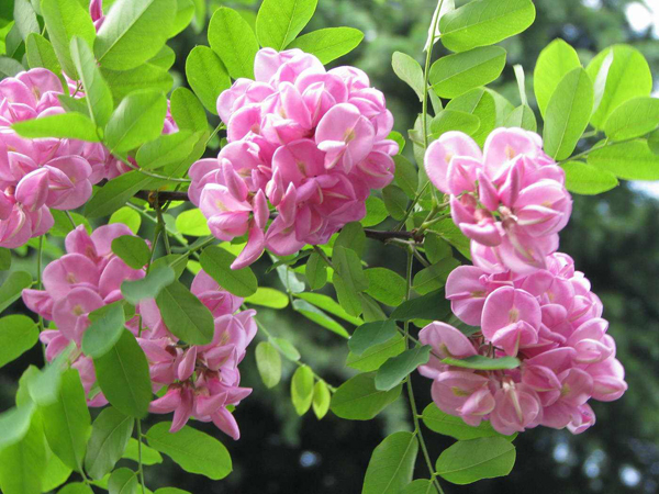 香花槐 香花槐