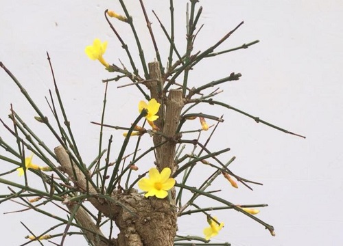 迎春花2(2)