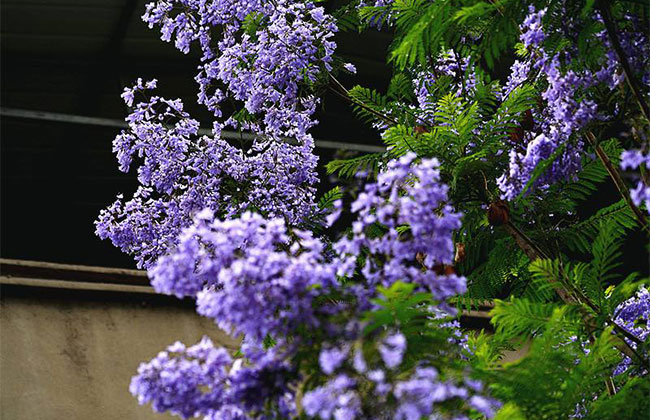 蓝花楹 蓝花楹