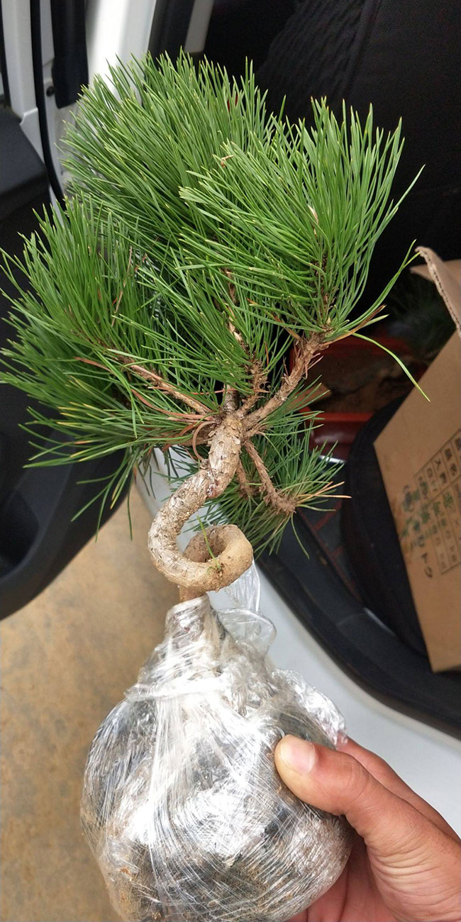 黑松价格多少钱一棵 黑松价格多少钱一棵