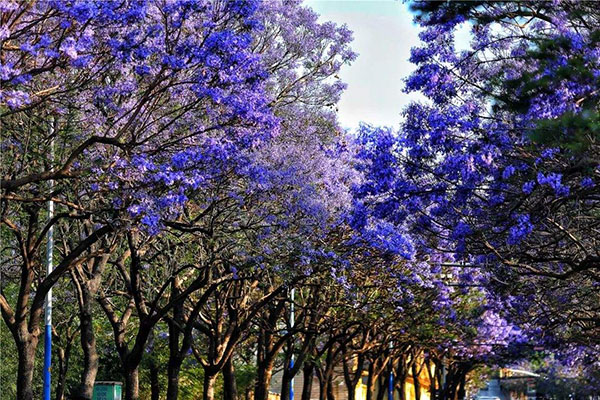 蓝花楹大道