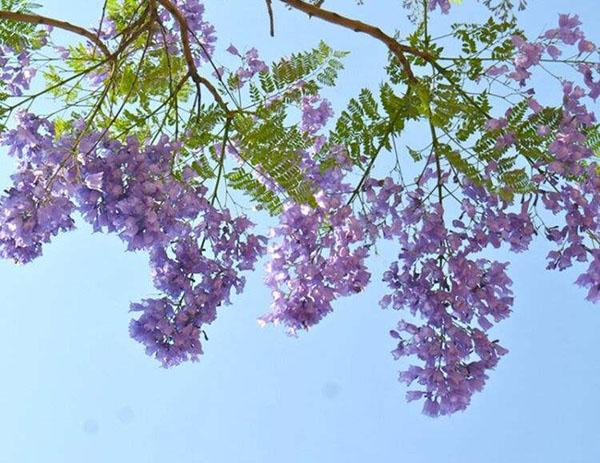 蓝花楹