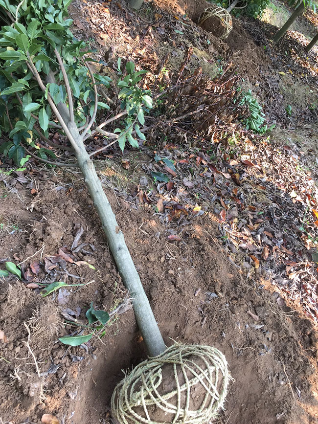 含笑花 含笑花